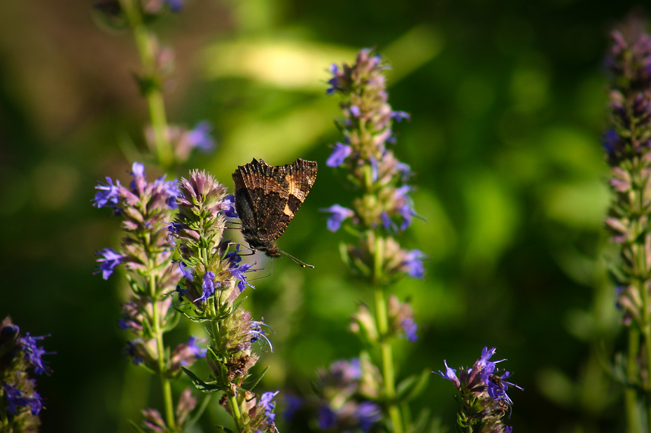 Kleiner Fuchs (Aglais urticae) an lila Blume