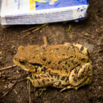 Ausgewachsene Erdkröte (Bufo bufo)